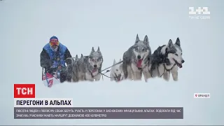 Хвостаті гонщики: у французьких Альпах тривають щорічні перегони на собаках