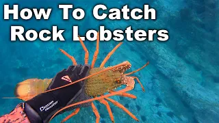 How to Catch Lobsters Whilst Spearfishing (10 Mins of Catching Crays in 4K)