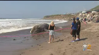 Dead Gray Whale Washes Ashore In Malibu