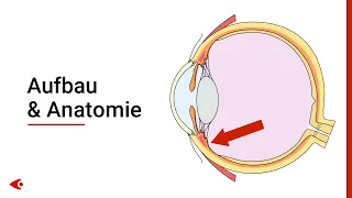 Das Auge - Aufbau und Anatomie