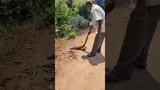 Rescue and Release of Monitor Lizard...