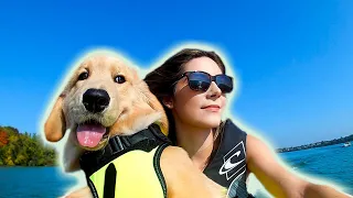 GOLDEN RETRIEVER PUPPY RIDES JET SKI