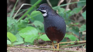 Male King Quail February 2023