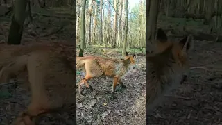 Кормим Кормящую Маму Дикую Лису Чичи маму маленьких Лисят.Полный фильм на канале Ушёл по Делам