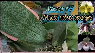 Двадцать одно или ШИКАРНАЯ орхо ПОСЫЛКА #7.  Распаковка, обзор новых орхидей.