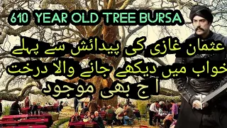 610 year old tree| BURSA | TURKEY