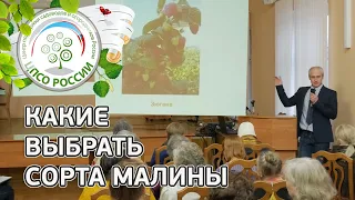 Сорта малины. Обзор сортов малины.