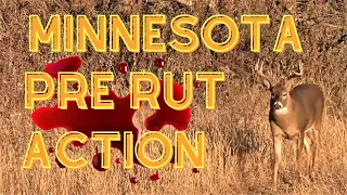 Minnesota Pre-Rut Action |  Pre-Rut Buck Down | Bowhunting Self Filmed Hunt