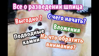 Все о Разведении Померанского Шпица. Ответы на вопросы о разведении померанского шпица.