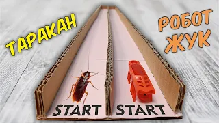 Who is faster? Live Cockroach or Robot Beetle?