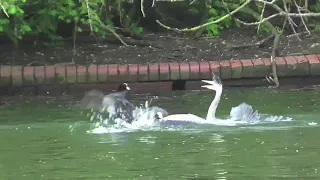 GREY HERON  Attacked  by  COOTS