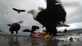 TALAT - EAGLE TAKES GOPRO FOR A WILD RIDE - cnn