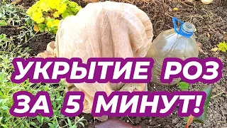 УКРЫВАЮ РОЗЫ ЗА 5 МИНУТ! Как быстро укрыть розы на зиму