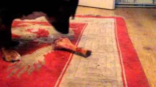 tiger eating his bone.AVI