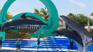 😀😀Spectacular  Dolphins Adventure Full Show At SeaWorld San Diego [4K]