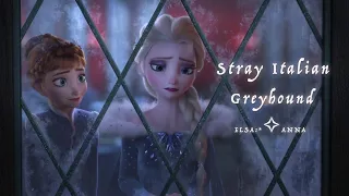 Stray Italian Greyhound ✧ Frozen AMV