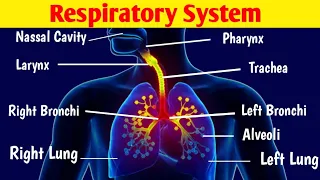 Respiratory System in Urdu/ Hindi (Animation) | The Air Passageway | Human Respiratory System