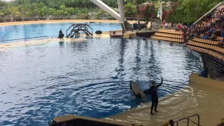 Dolphinarium, Puerto de la Cruz, Tenerife, 12 June 2017!