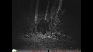 Медведь пришел на приваду/ Фото с фотоловушки/ Взял с собой металлоискатель