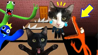 Gato escapa del laberinto de Rainbow Friends Obby de Roblox / Videos de gatitos Luna y Estrella