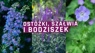 Szałwia , ostróżka , bodziszek Rozanne - 3 cudowne byliny do ogrodu!