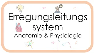 Erregungsleitungssystem des Herzens - Physiologie - Aktionspotential Sinusknoten Arbeitsmyokard