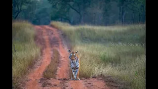 KUWANI AND CUBS - ZARI TADOBA