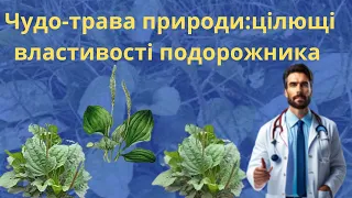 ПОДОРОЖНИК НЕОБХІДНО КОРИСНИЙ.  КОРИСНІ ВЛАСТИВОСТІ ТА ЗАСТОСУВАННЯ.