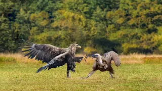 Eagle And Vulture Fighting In The Wild