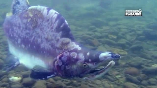 ГОРБУША. ТИХООКЕАНСКИЕ ЛОСОСИ . О чём молчат рыбы 100 Oncorhynchus gorbuscha pink salmon