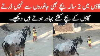 Azhaan anpi Gayee( Cow) ko pani pilaty hoye| گاؤں کے بچے کتنے بہادر ہوتے ہیں دیکھیے|village life|,