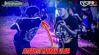 Makan ular hidup hidup | Barongan X-treme Budoyo | Live in Caruban Kendal