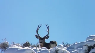 Big Bucks On Winter Range Part 1