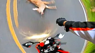 Deer vs BIKER - When Bikers Are In TROUBLE 2020 (Ep. #72)