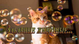 Забавные животные с мыльными пузырями НА ФОТОСНИМКАХ...Автор музыки Павел Ружицкий