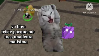 blox fruits representado con gatos