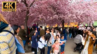 Stockholm in 4K - Cherry Blossom - Sakura - Kungsträdgården - 2022 - 4k