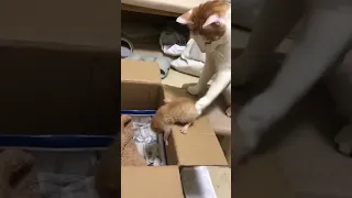 Impatient cat mom has had enough