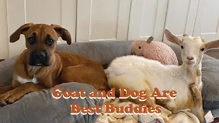 This Dog's Best Friend Is An Adorable Goat! 🥰 | The Koala