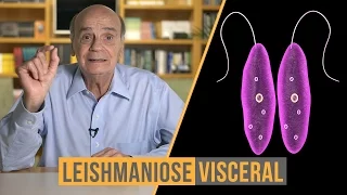 Leishmaniose visceral | Coluna #55