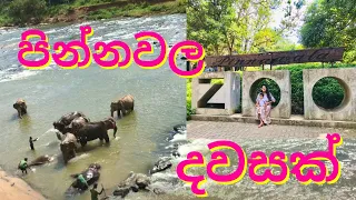 pinnawala Elephant Orphanage / Pinnawala Zoo#srilanka#sinhala#travel#travel_vlog#sapphire#pinnawala