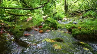 Peaceful birds chirping in the morning, babbling brook, nature sounds