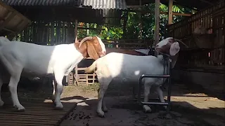 Young Boer Goat FB crosses with big mom F1 goat in village farm