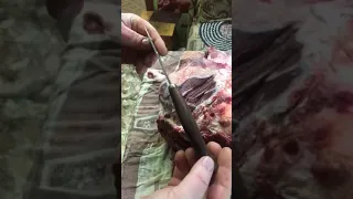 Отзыв на нож Соболь сталь М398 | из Костромской области