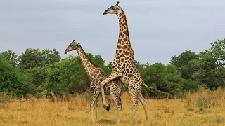 Giraffe Tries Hard to Mate With Female