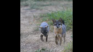 The rise and fall…and rise...of the island fox