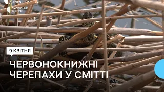 Рідкісні черепахи у засміченому ставку: на житломасиві Перемога помітили червонокнижних  завропсидів