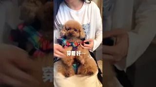 【Compilation】Dog Pet Puppy Pomeranian Grooming Teddy bear style ! dogs story #105