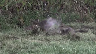 Prairie Dogs Explode!