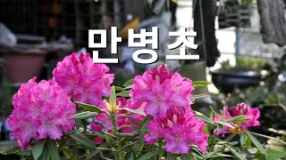 만병초 종류와 키우는 방법